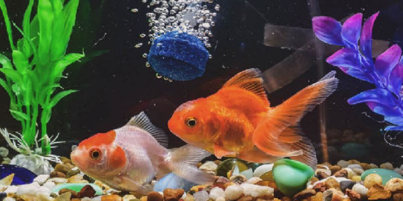 Lý do nên tìm hiểu cách châm vi sinh cho hồ cá