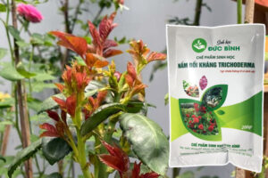 Cach-dung-trichoderma-5