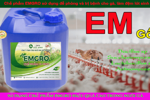 Tổng quan cách sử dụng chế phẩm EM trong chăn nuôi 