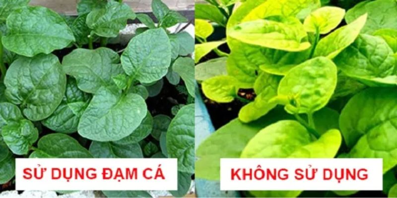 Sản phẩm đạm cá uy tín