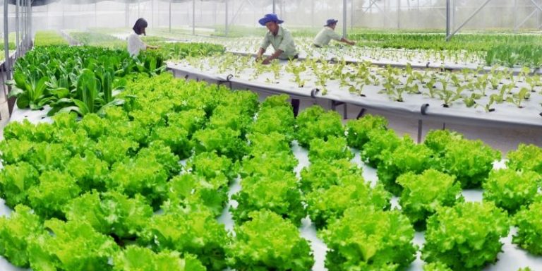 Cách sử dụng đạm cá hiệu quả và hữu ích nhất với cây trồng 