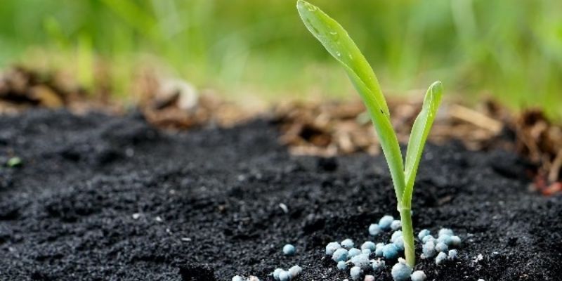 Cách sử dụng phân bón hữu cơ công nghiệp được bà con tin dùng