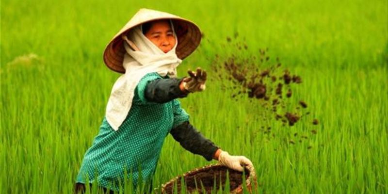 Nguyên tắc bón phân hữu cơ các bạn cần lưu ý