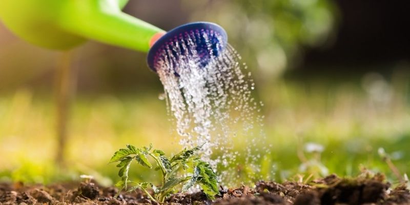 Chia sẻ các cách tưới nước tiểu cho cây đơn giản