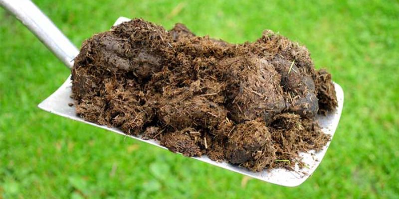Mách bạn cách ủ phân bò sao cho đúng nguyên tắc