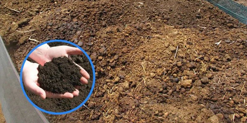 Chế phẩm sinh học giúp ích trong việc ủ phân bò