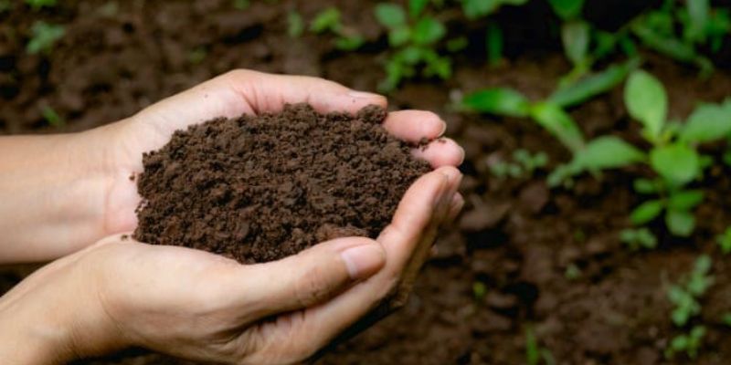 Việc ủ phân bò rất quan trọng với người dân