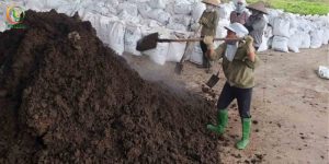 Tổng Hợp Các Cách Ủ Phân Bò Phổ Biến Nhất Hiện Nay