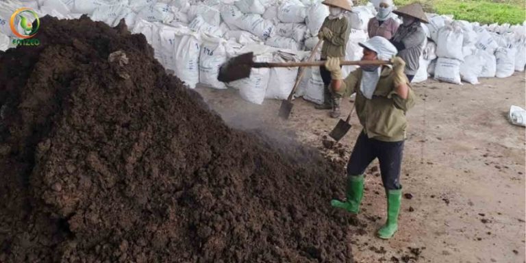 Tổng Hợp Các Cách Ủ Phân Bò Phổ Biến Nhất Hiện Nay