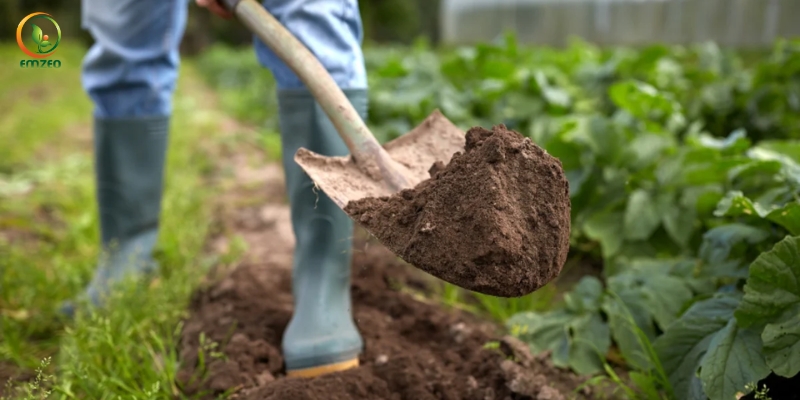 Phân chuồng hoai mục giúp cây hấp thụ dinh dưỡng tốt hơn