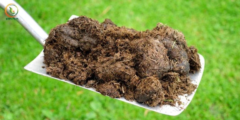3 Cách Ủ Phân Chuồng Hoai Mục Đơn Giản, Hiệu Quả