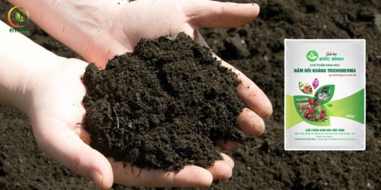 Cách Ủ Phân Chuồng Với Nấm Trichoderma Hiệu Quả