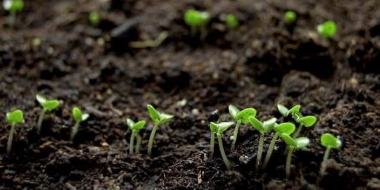Cách ủ phân gà độc đáo, hữu ích nhất mà nhà nông nên biết