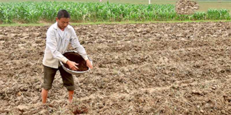 Bước cuối cùng là theo dõi chi tiết cách ủ phân gà 