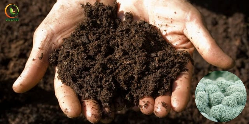 Cách Ủ Phân Gà Với Trichoderma Nhanh Hoai Mục, Không Mùi Hôi