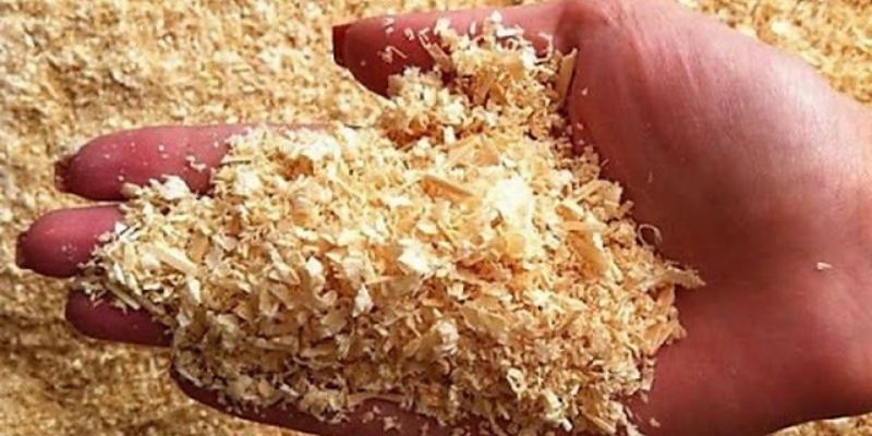 Nhờ cách ủ phân hữu cơ từ mùn cưa cây trồng phát triển