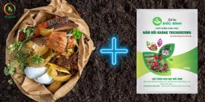 Cách Ủ Rác Nhà Bếp Với Trichoderma Thành Phân Hữu Cơ Siêu Dễ