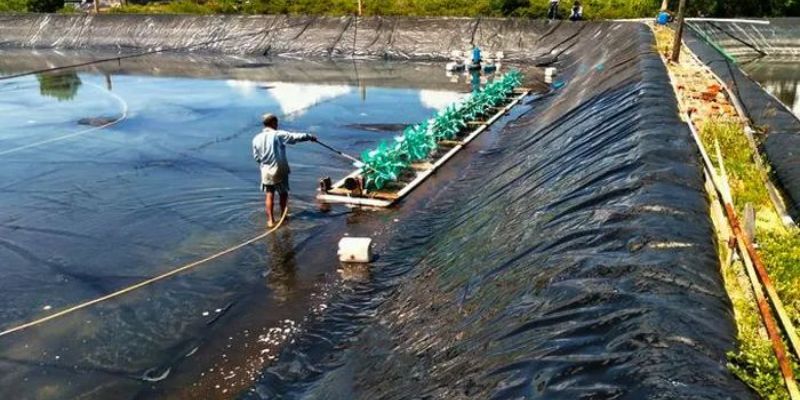 Các cách xử lý đáy ao tôm cần tìm hiểu kỹ