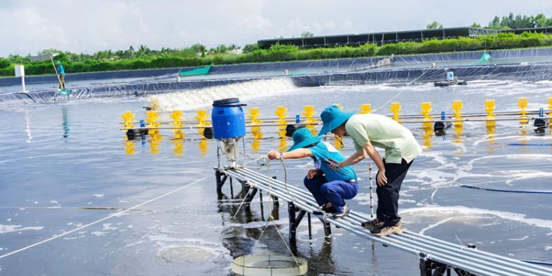 Cách xử lý đáy ao tôm bằng quạt nước