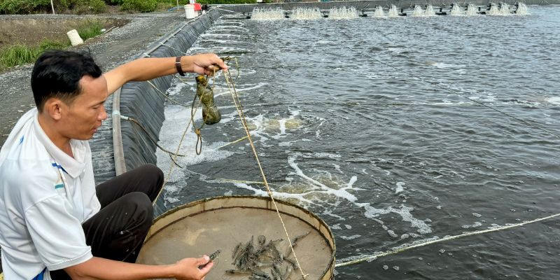 Sử dụng men vi sinh đã được chứng nhận và khuyên dùng