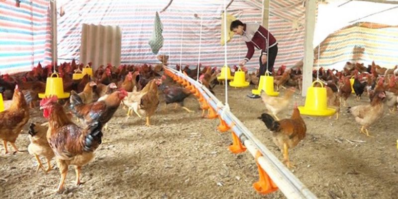 Chế phẩm sinh học là cách xử lý mùi hôi phân gà