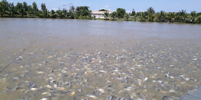 Sử dụng vật liệu lọc là cách xử lý nước ao cá bị ô nhiễm hữu hiệu