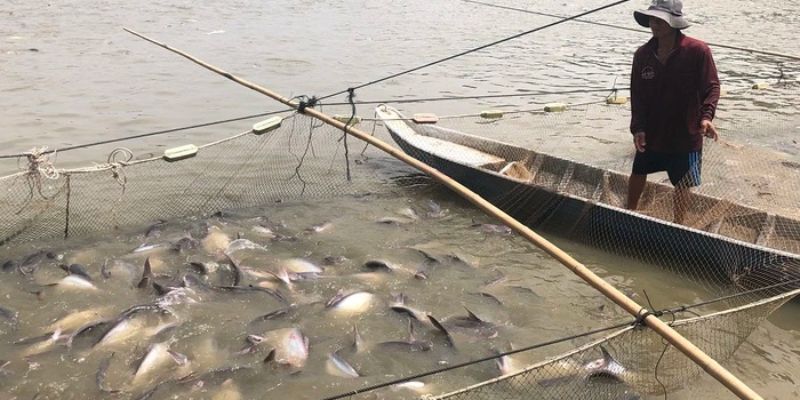 Thay nước định kỳ tạo ra môi trường sống lý tưởng cho cá