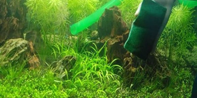 Lý do rêu xuất hiện nhiều trong hồ cá