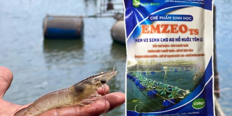 Cách xử lý nước trong ao tôm bằng EMZEO TS đơn giản hiệu quả