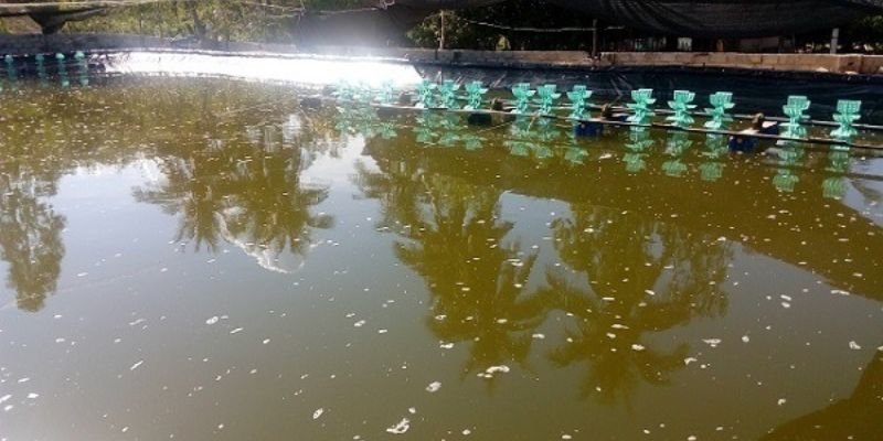 Sử dụng sai liều hóa chất khiến nước mất màu