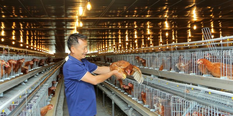 Hiểu chính xác về chất khử mùi hôi chuồng gà