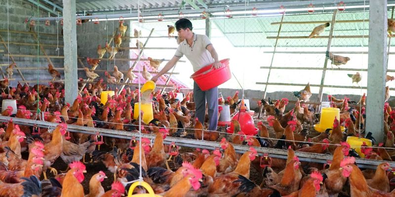 Tinh dầu thực vật sử dụng để khắc chế mùi hôi chuồng trại 