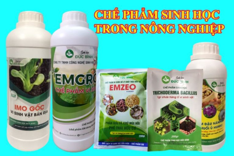 Chế phẩm sinh học là gì và công dụng tuyệt vời của chế phẩm 