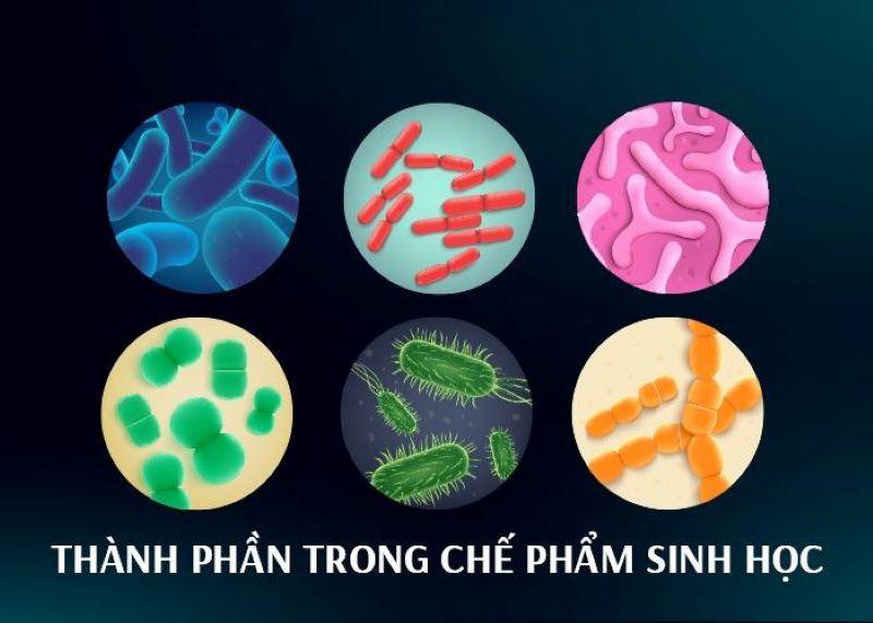 Những thành phần chủ yếu có trong chế phẩm