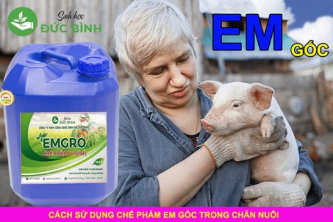 Bỏ túi cách sử dụng EM hiệu quả trong chăn nuôi 