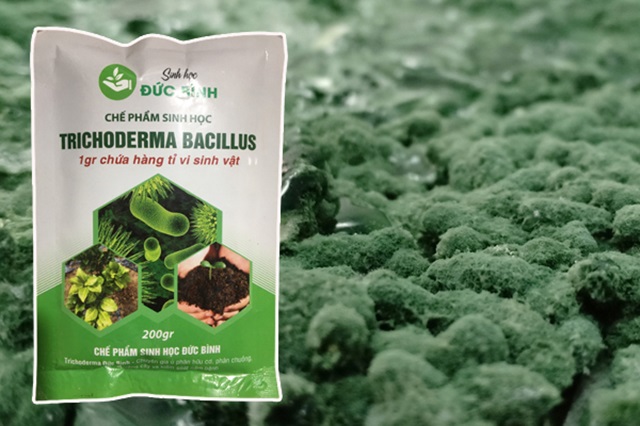 Diệt côn trùng hiệu quả bằng chế phẩm sinh học Trichoderma bacillus 