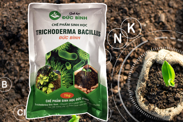Cơ chế hoạt động chế phẩm Trichoderma Bacillus 