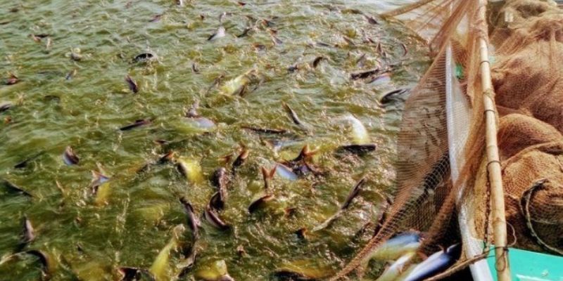 Áp dụng chế phẩm sinh học để nuôi tôm