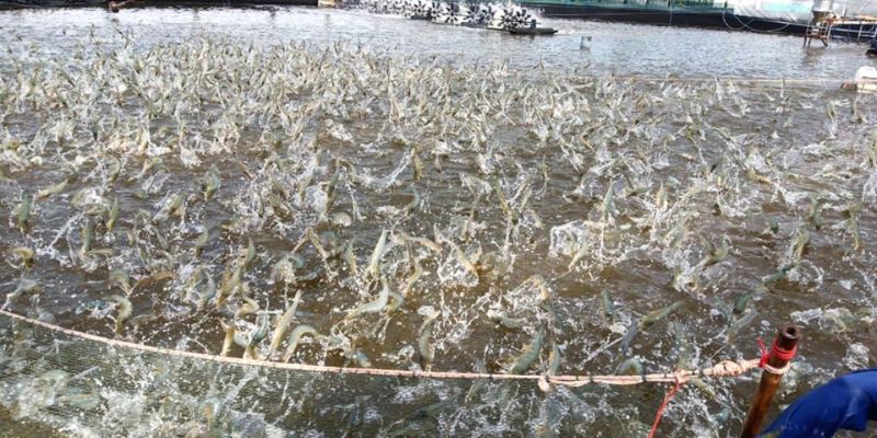 Cá sinh trưởng tốt nhờ chế phẩm sinh học trong thủy sản