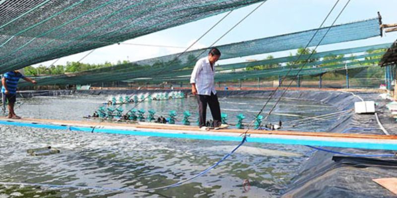  Chế phẩm sinh học với việc xử lý ao nuôi 