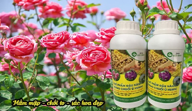 Top 5 chế phẩm vi sinh cho cây trồng hiệu quả của nhà nông 