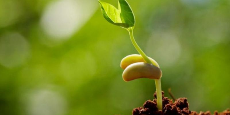  Liên quan tới sức khỏe của cây 