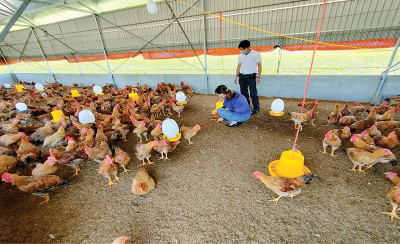 Mô hình nuôi gà đẻ trên tầng bằng đệm lót sinh học 