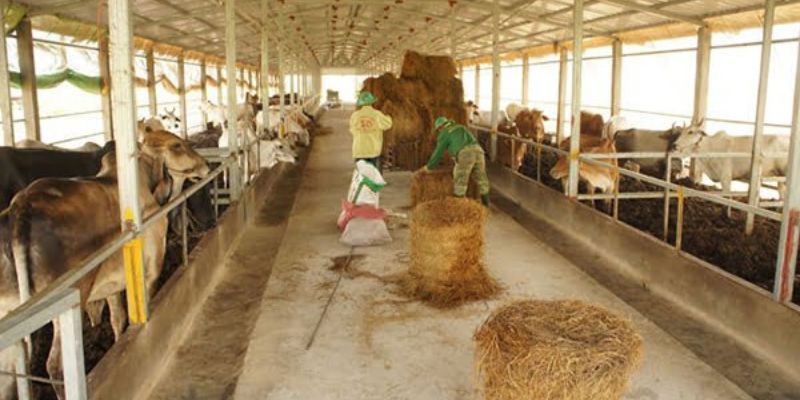 Xử lý các chất thải từ động vật như lợn
