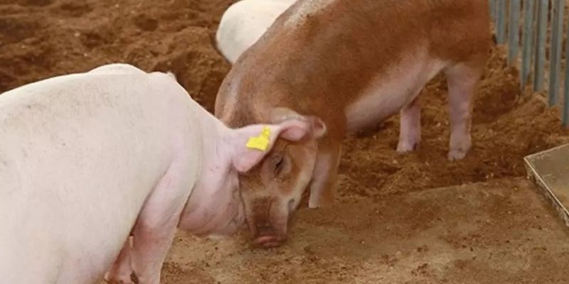 Chung tay bảo vệ môi trường cùng đệm lót