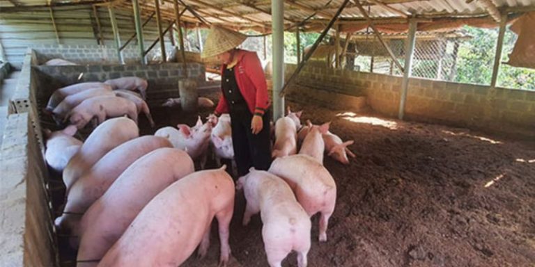 Đệm Lót Sinh Học – Chăn Nuôi Theo Hướng Nông Nghiệp Sạch