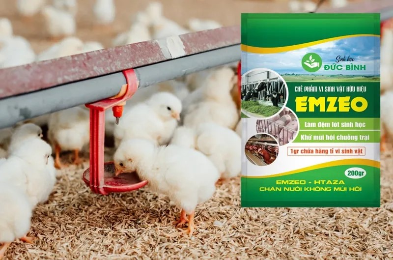 Bật mí 3+ cách làm đệm lót sinh học nuôi gà đúng chuẩn cho bà con