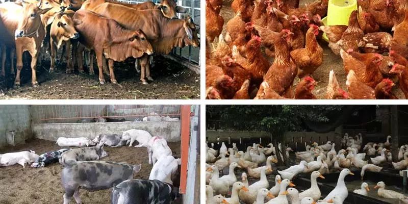 Đệm lót sinh học trong chăn nuôi với tất cả động vật