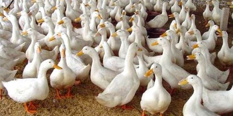 Đệm Lót Sinh Học Trong Chăn Nuôi – Ưu Điểm Vượt Trội Nhất