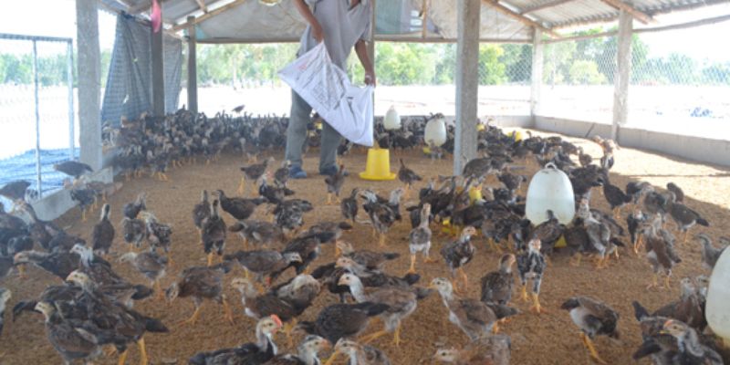 Hướng dẫn chuẩn bị nguyên liệu làm đệm lót sinh học trong chăn nuôi 